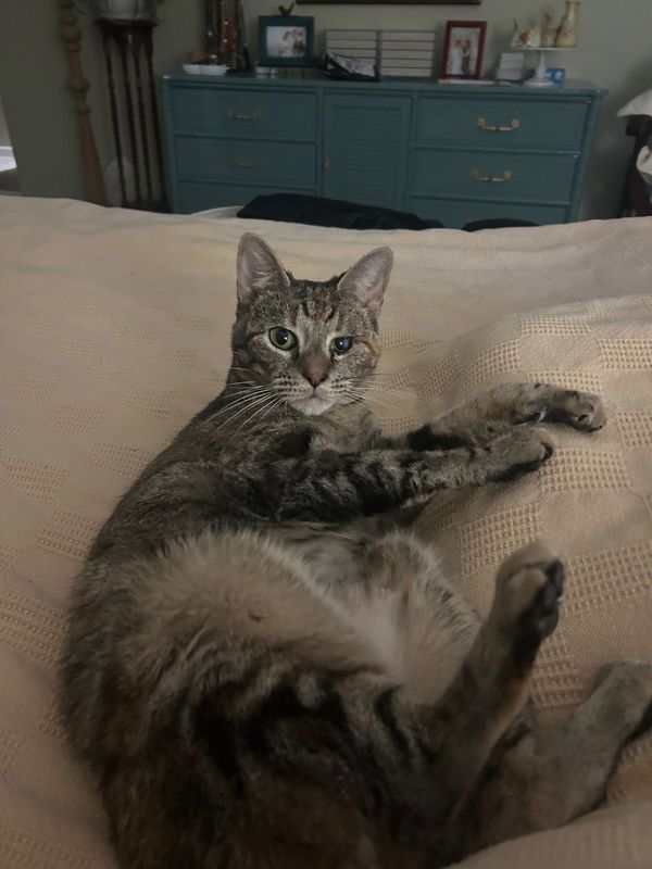 Lost Cat in Lexington — listing photo