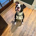 Lost Dog in Nashville, Tennessee — listing photo