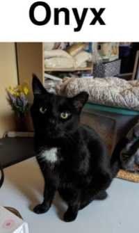 Lost Cat in Melbourne, Florida — listing photo