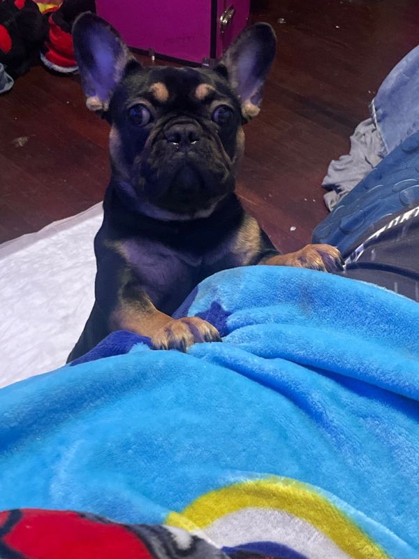 Lost Dog in Fresno, California — listing photo