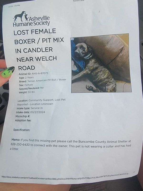 Lost Dog in Candler — listing photo
