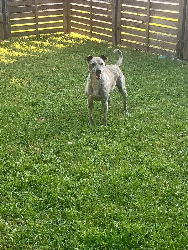 Found Dog in Austin, Texas — listing photo