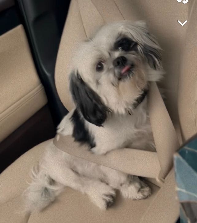 Lost Dog in Cedar Hill, Texas — listing photo