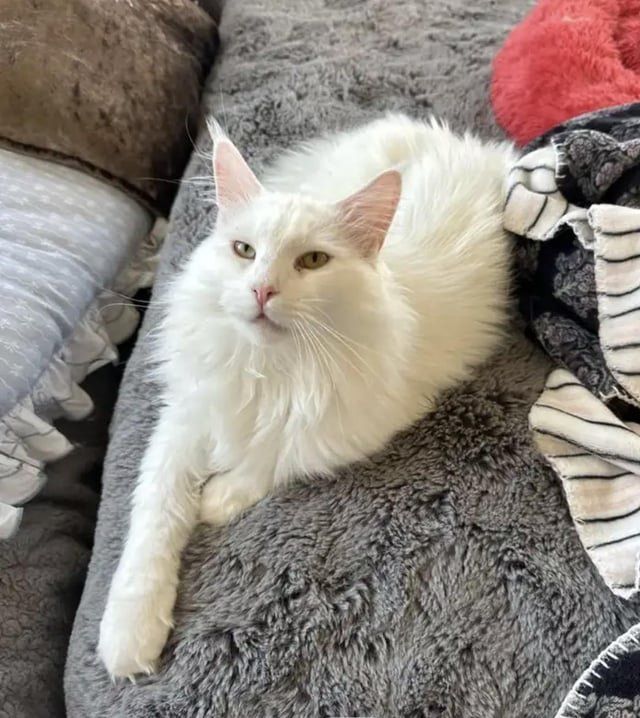 Lost Cat in Austin, Texas — listing photo