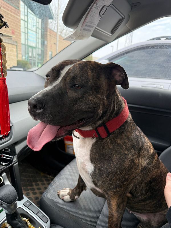 Found Dog in Highland, California — listing photo