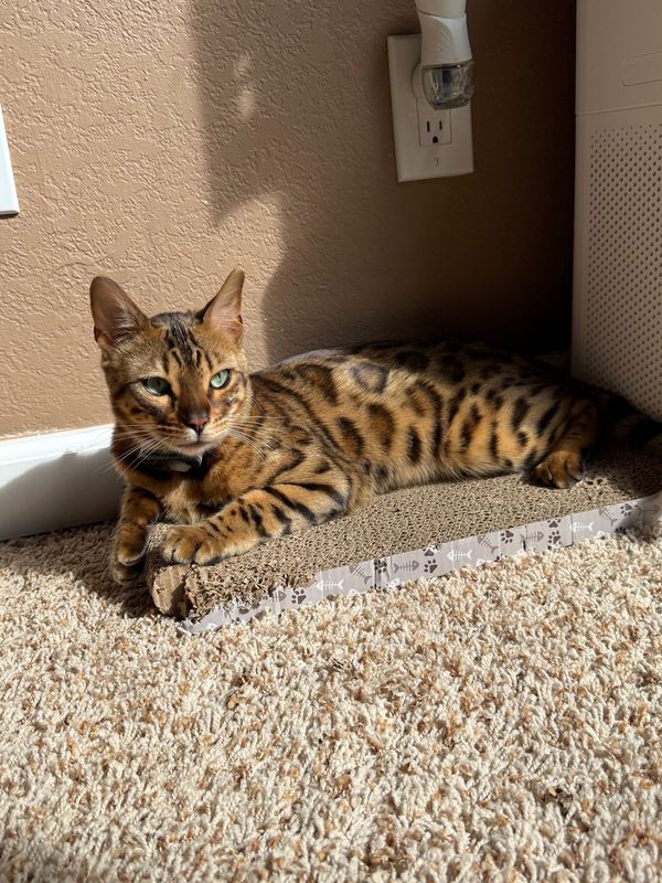 Lost Cat in Sacramento, California — listing photo