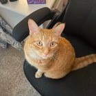 Lost Cat in Jacksonville, Florida — listing photo