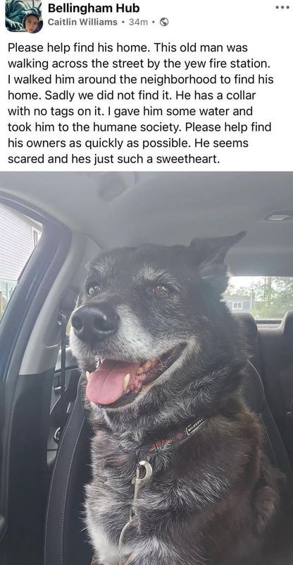Lost Dog in Bellingham, Washington — listing photo