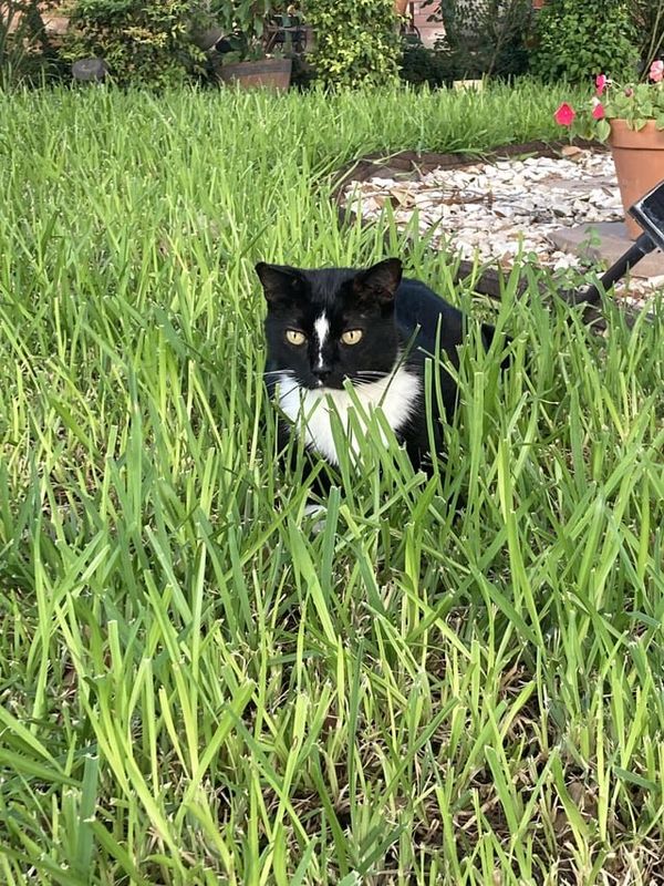 Lost Cat in San Antonio, Texas — not sure if this is allowed but our cat is missing! his name is hamy and we stay by hausman road.