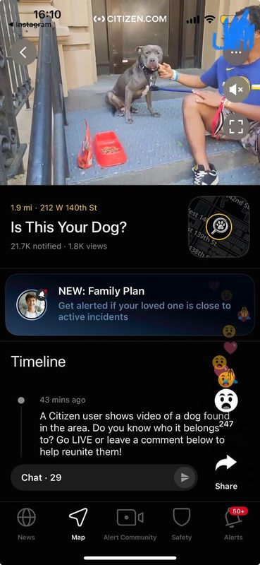 Found Dog in New York, New York — listing photo