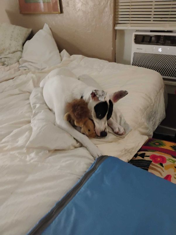 Lost Dog in Lone Grove — listing photo
