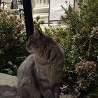 Found Cat in Nashville, Tennessee — listing photo