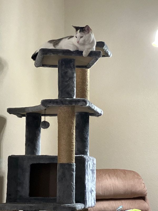 Lost Cat in Glendale, Arizona — listing photo