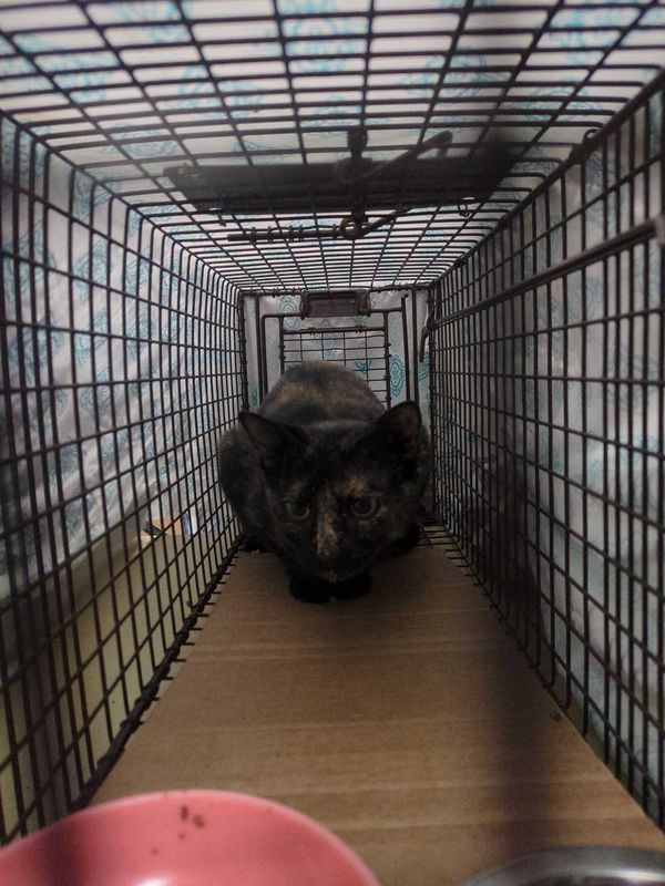 Found Cat in FL 32460 — listing photo