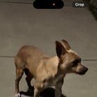 Lost Dog in Charlotte, North Carolina — listing photo