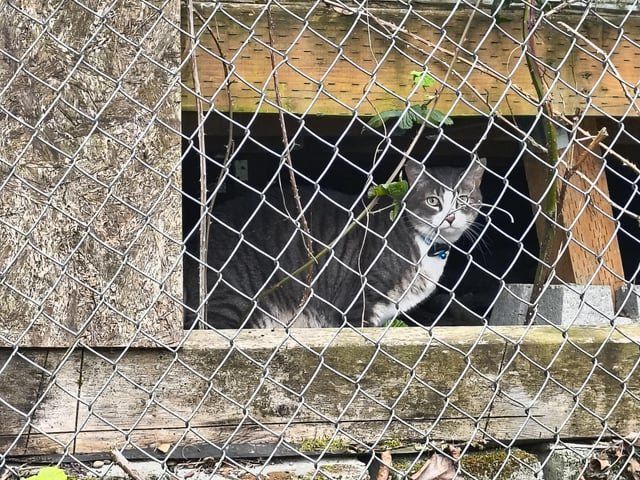 Found Dog in Seattle, Washington — listing photo
