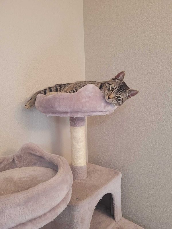 Lost Cat in Sacramento, California — listing photo