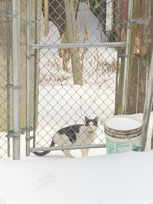 Lost Cat in Philadelphia, Pennsylvania — listing photo