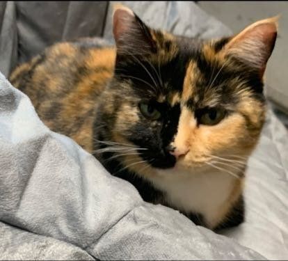Lost Cat in Craig — listing photo