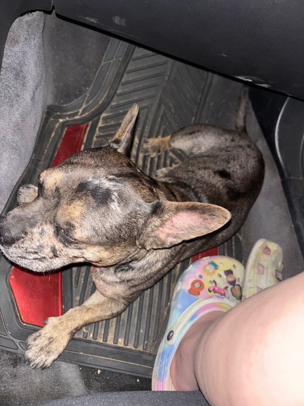 Found Dog in Bakersfield, California — listing photo