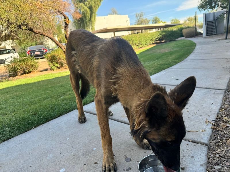 Found Dog in Goodyear, Arizona — listing photo