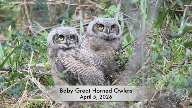Found Dog in Bellingham, Washington — Easter Owlets - The Video!