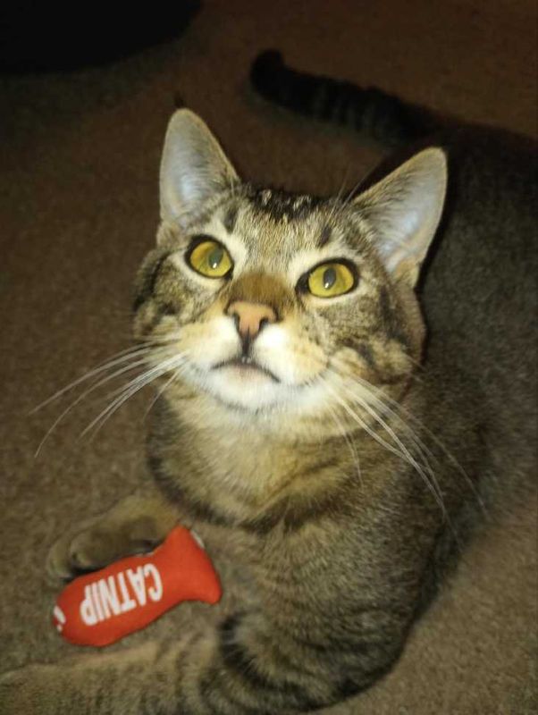 Lost Cat in Keizer, Oregon — listing photo