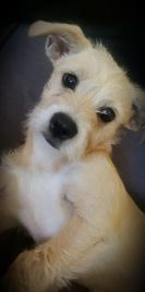 Lost Dog in Richmond, Virginia — listing photo