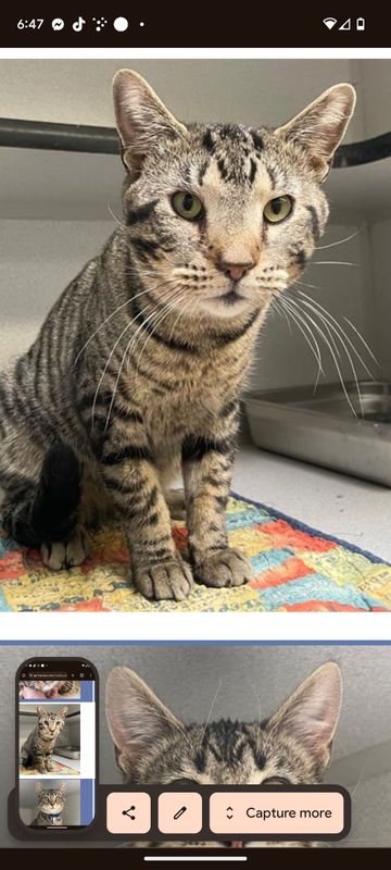 Lost Cat in Aurora, Colorado — listing photo