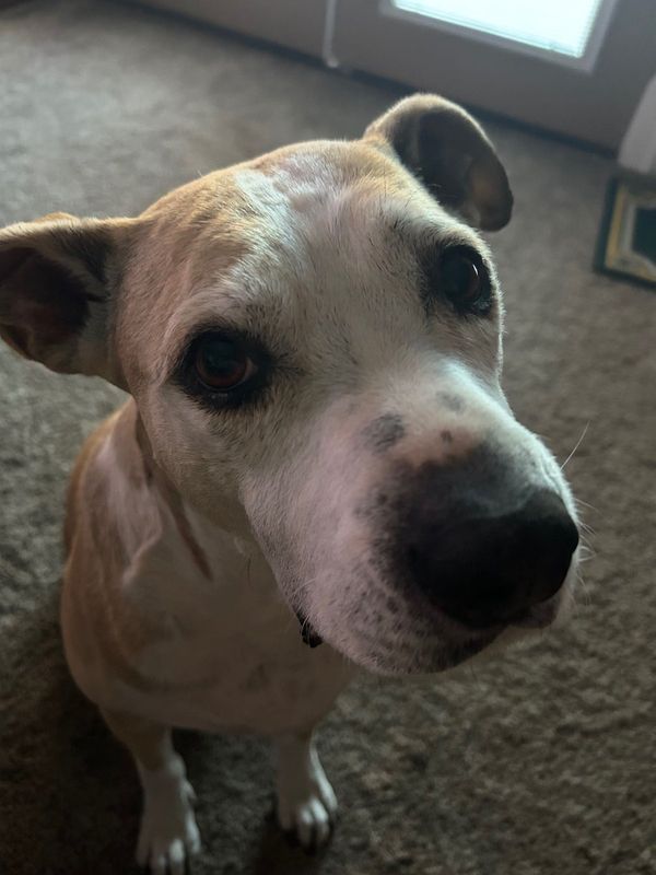 Lost Dog in Phoenix, Arizona — listing photo