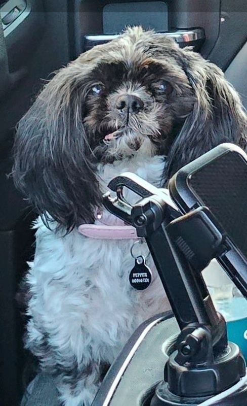 Lost Dog in Atlanta, Georgia — listing photo
