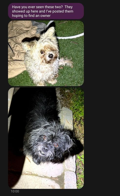 Found Dog in Fresno, California — listing photo