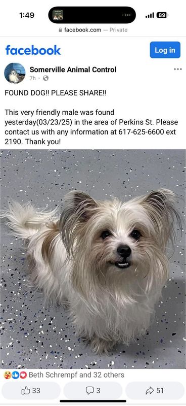 Found Dog in Boston, Massachusetts — listing photo