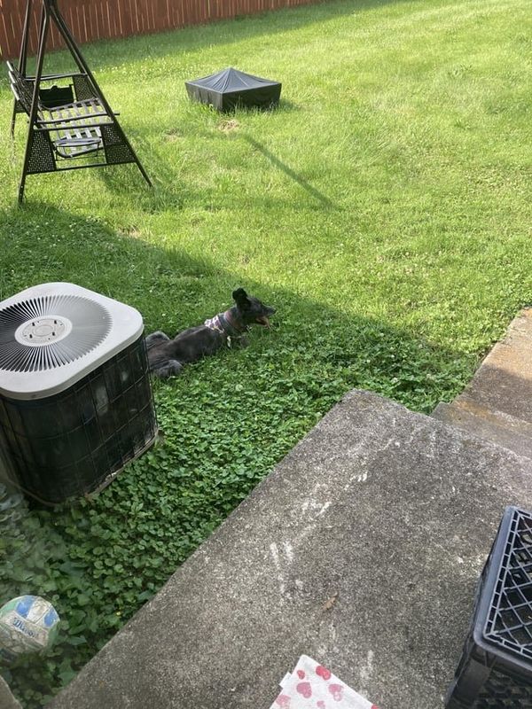Lost Dog in Louisville, Kentucky — listing photo