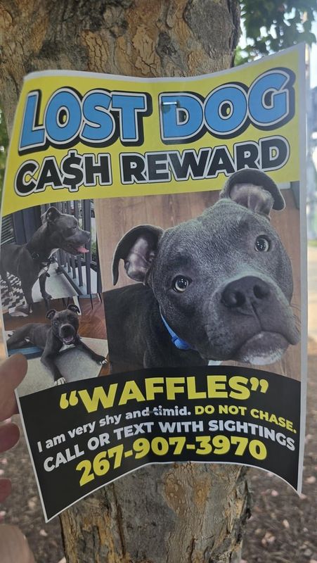 Lost Dog in Nashville, Tennessee — listing photo