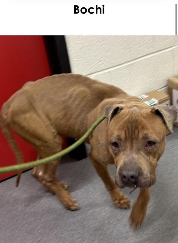 Found Dog in Washington, District of Columbia — Update! Trapped dog up for adoption