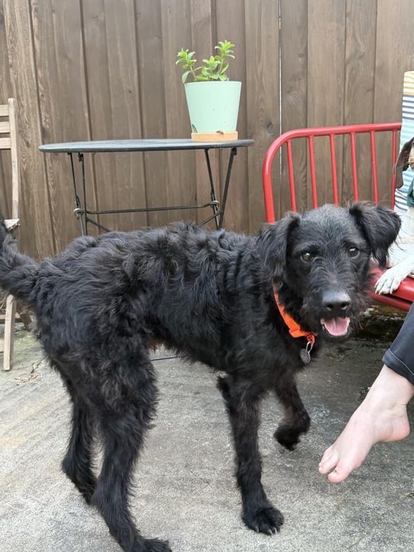 Found Dog in Portland, Oregon — listing photo