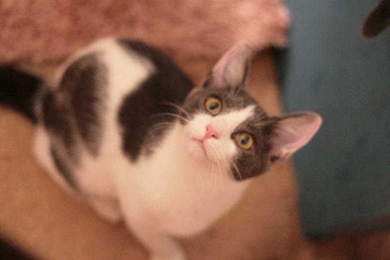 Lost Cat in Tallassee — listing photo