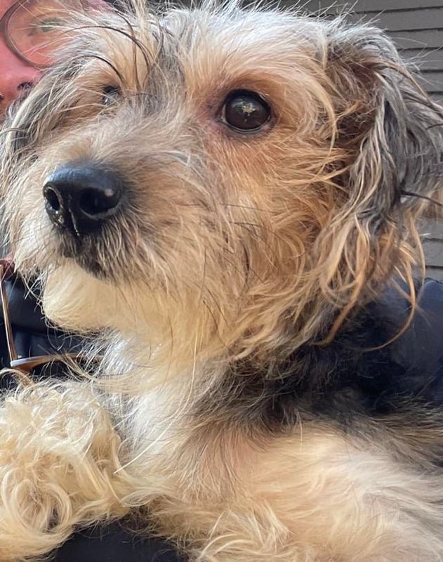 Lost Dog in Atlanta, Georgia — listing photo