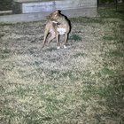 Lost Dog in Chattanooga, Tennessee — listing photo