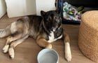 Found Dog in Columbus, Ohio — This Akita needs a stable home ASAP (see details)