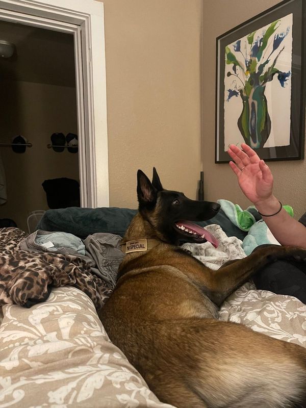 Lost Dog in Pueblo, Colorado — listing photo