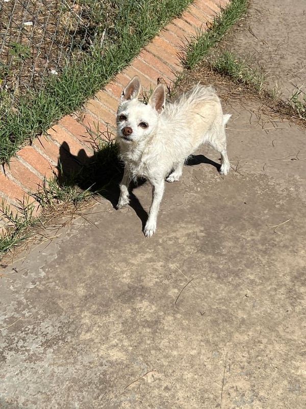 Lost Dog in El Paso, Texas — listing photo