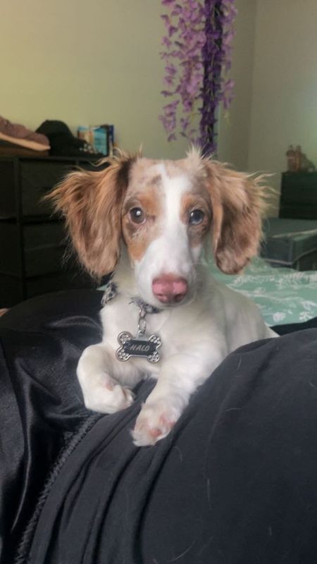 Lost Dog in Conroe, Texas — listing photo