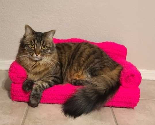 Lost Cat in Surprise, Arizona — listing photo