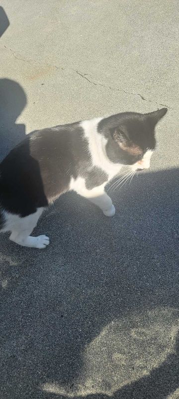 Found Cat in Umatilla — listing photo