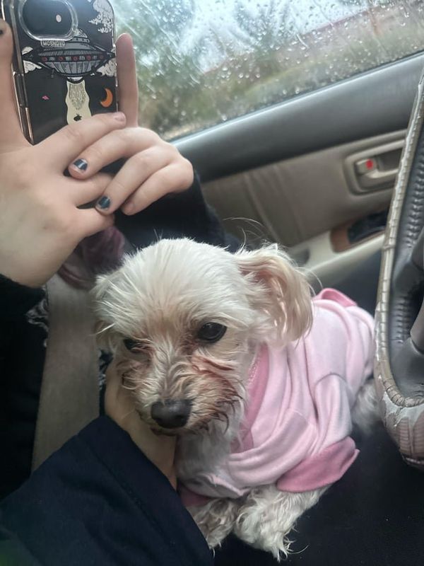 Lost Dog in Reno, Nevada — listing photo