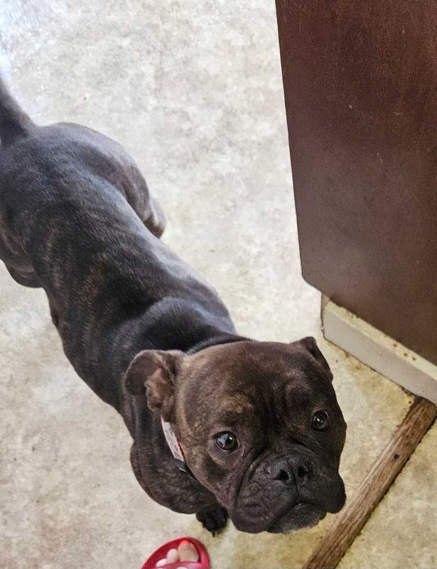 Lost Dog in Portland, Maine — listing photo