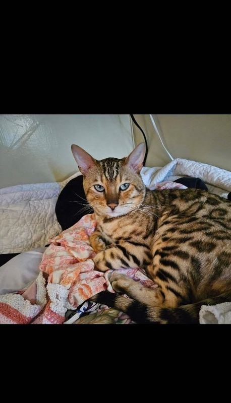 Lost Cat in Tigard, Oregon — listing photo