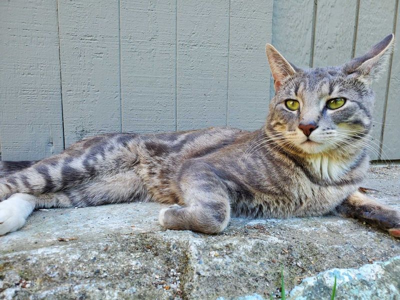 Lost Cat in Everett, Massachusetts — listing photo